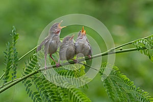 Singing bird