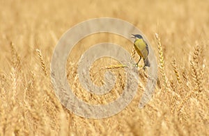 singing bird in wheat (Motacilla flava)