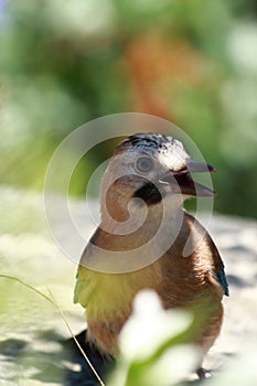 Singing bird in wild nature with green background in sunlight