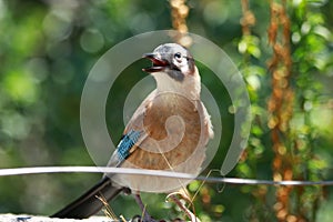 Singing bird in wild nature with green background in sunlight