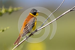 Singing Black headed Bunting