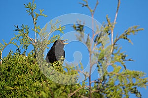 Singing blackbird male in tree top