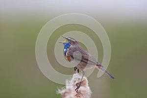 Singing Bluethroat photo