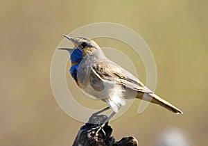 Singing Bluethroat