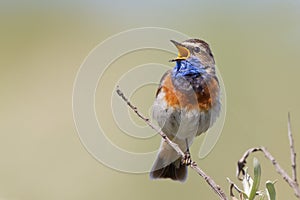 Singing Bluethroat