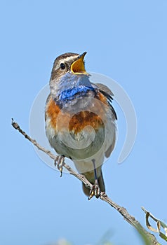 Singing Bluethroat