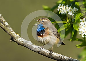 Singing Bluethroat
