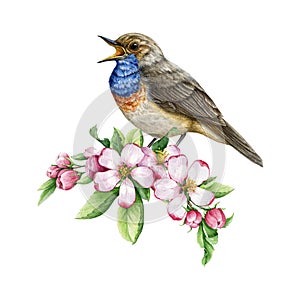 Singing bluethroat bird with spring tender flowers decoration. Watercolor illustration. Hand painted singing bird