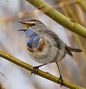 Singing Bluethroat on the branch