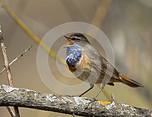 Singing Bluethroat on branch