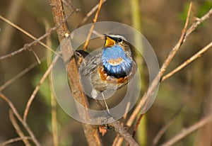 Singing Bluethroat Luscinia svecica on the branch