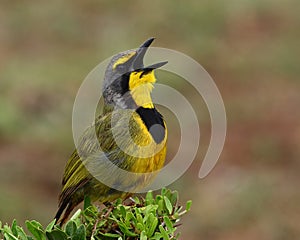 Singing Bokmakierie.