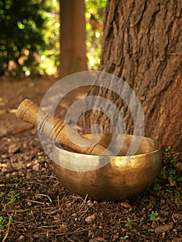 Singing bowl placed at the bottom of a tree trunk during the fall season