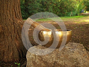 Singing bowl placed on a rock next to a tree trunk