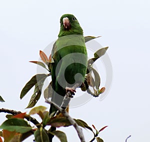 Singing in the branches photo