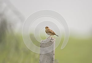 Singing Bushlark Perching on Concrete Post