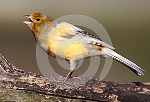 Singing Canary