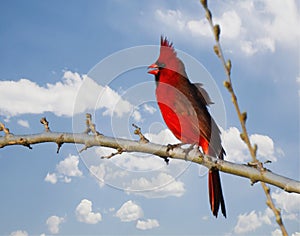 Singing Cardinal Perched on Limb