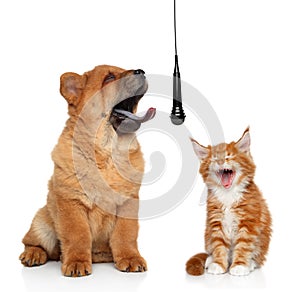 Singing cat and dog on white background concept