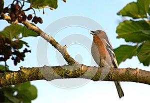 Singing Chaffinch