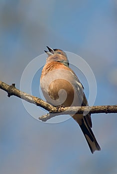 Singing chaffinch bird