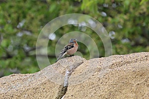 Singing Chaffinch With Open Beak