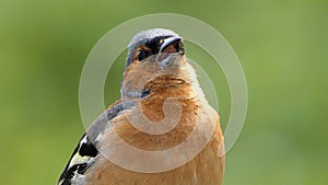 A Singing Chaffinch sitting in a tree UK