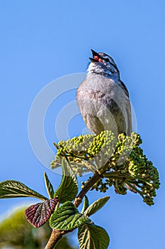 Singing Chipping Sparrow