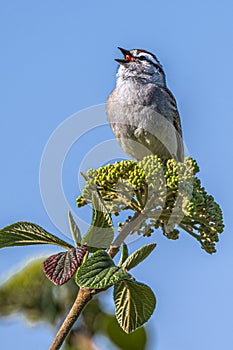 Singing Chipping Sparrow