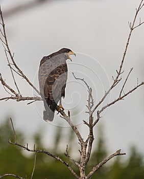 A singing Common Black Hawk on a branch