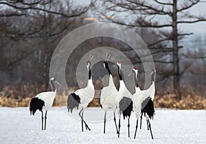 Singing cranes. The ritual marriage dance of cranes. The red-crowned crane.