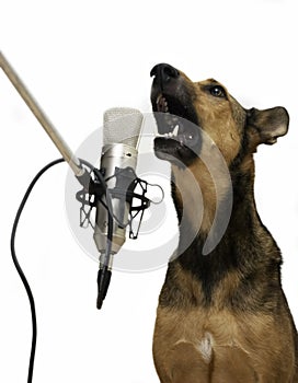 Singing Dog