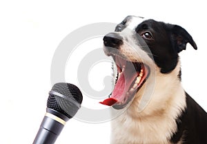 Singing dog photo