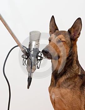Singing dog with eyes closed