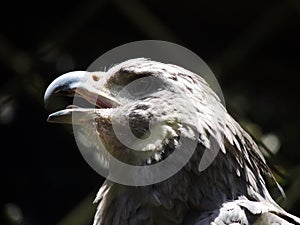 The singing Eagle photo