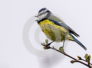 Singing Eurasian Blue Tit