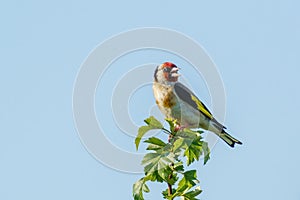 Singing European Goldfinch (Carduelis carduelis) perched at the top of a bush