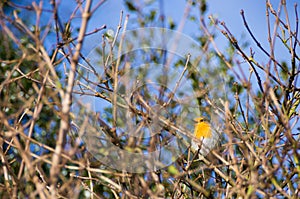 Singing European robin