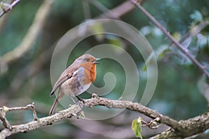 Singing European Robin on the branch
