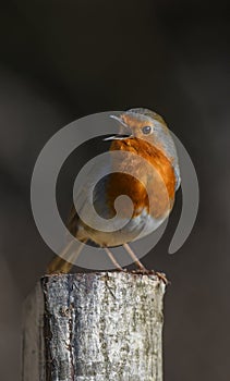 Singing European Robin Erithacus rubecula