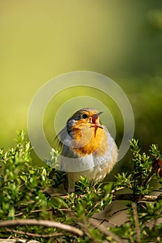 Singing European robin perched on a branch against a green background. Erithacus rubecula.