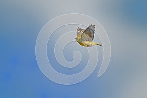 Singing European Serin Serinus serinus flying against the blue sky photo