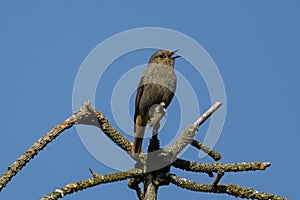 Singing female of Black redstart. Phoenicurus ochruros.