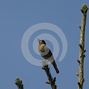 Singing female of Black redstart. Phoenicurus ochruros.