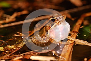 Singing Frog in Pond