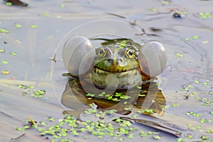 Singing frogs
