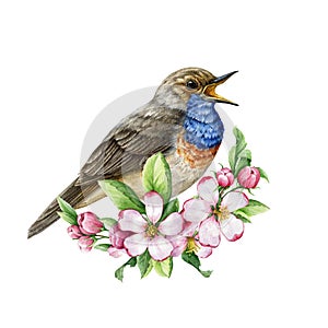 Singing garden bird with beautiful flower decor. Watercolor illustration. Bluethroat bird with spring apple flowers