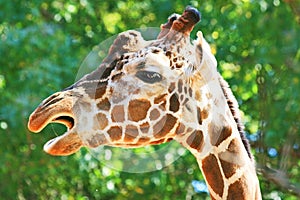 Singing giraffe