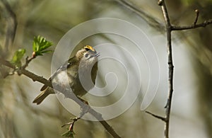 A singing Goldcrest, Regulus regulus, perching on a branch of a tree in spring. It is trying to attract a mate.