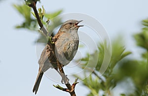 A singing Hedge Sparrow or Dunnock Prunella modularis perched in a tree.